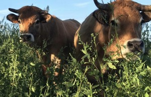 Des exploitations performantes et agroécologiques sur le territoire ! 